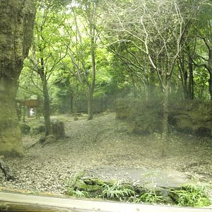 Asian lion enclosure