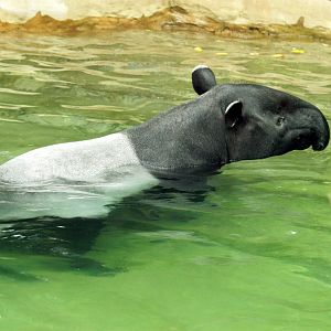 Malayan tapir