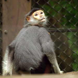 Young Red-shanked Douc langur