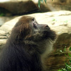 Tibetan macaque - Central Asian highlands