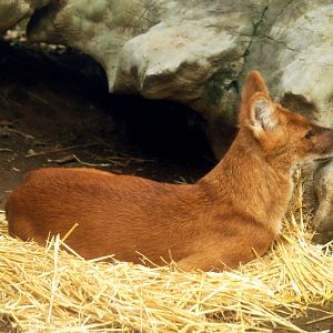 Dhole - Central Asian highlands
