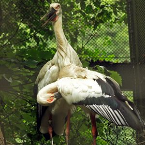 Oriental white storks