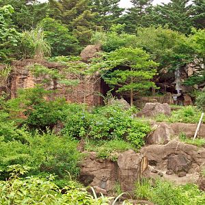 Japanese black bear enclosure
