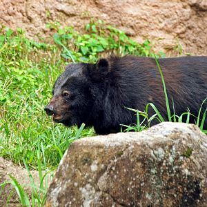 Japanese black bear