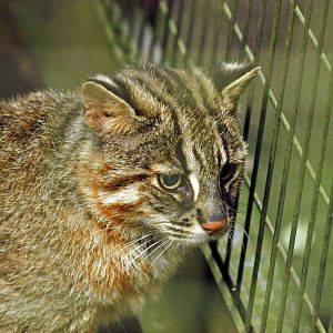 Tsushima leopard cat
