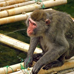 Japanese macaque
