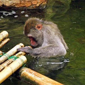 Japanese macaque