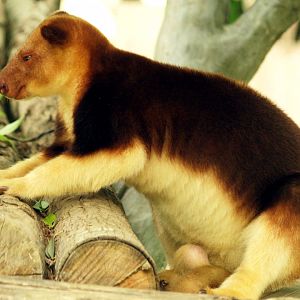 Goodfellow's tree kangaroo