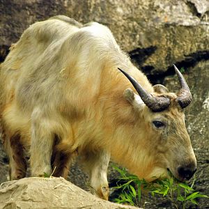 Golden takin