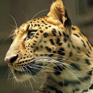 Amur leopard - Subarctic forest