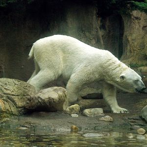 Polar bear