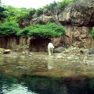 Polar bear enclosure