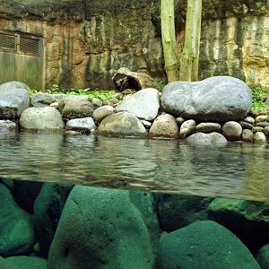Eurasian otter enclosure