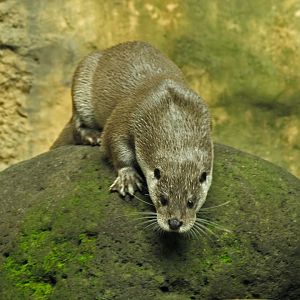 Eurasian otter