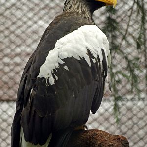 Steller's sea eagle