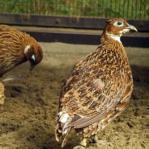 Hen Himalayan Monals