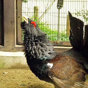 Capercaillie