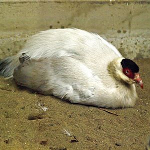 White-eared pheasant
