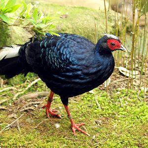 Vietnamese pheasant