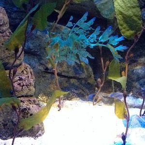 Leafy Seadragon (Phycodurus eques)