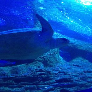 Loggerhead Turtle (Caretta caretta)