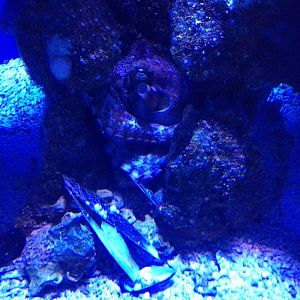 Gloomy Octopus (Octopus tetricus)