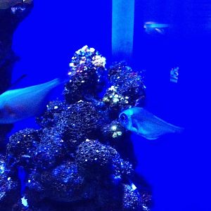 Rough Bullseye (Pempheris klunzingeri)