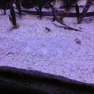 ID? (Flatfish)