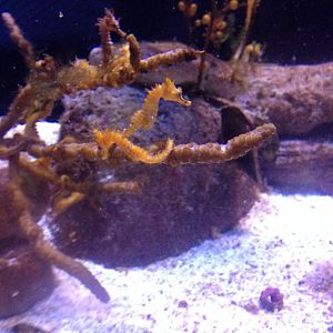 ID? (Seahorses)