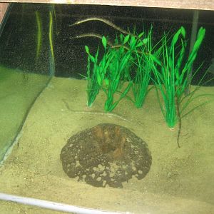 JyllandsAkvariet - Pipefish tank