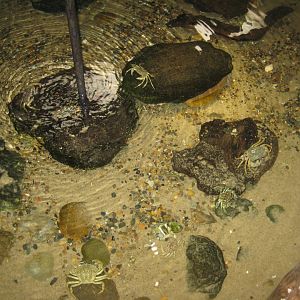 JyllandsAkvariet - Touch pool