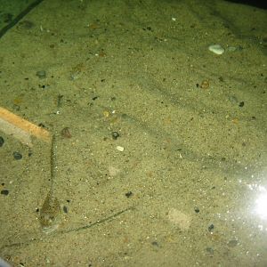 JyllandsAkvariet - Weever tank