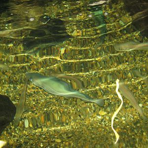 JyllandsAkvariet - Whiting pool