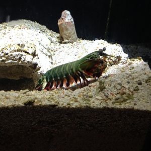 Peacock Mantis Shrimp (Odontodactylus scyllarus)
