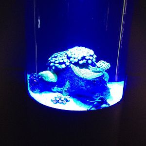 Blue-ringed Octopus tank