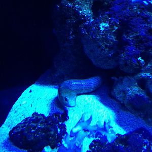 Sharkbay Sea Snake (Aipysurus pooleorum)