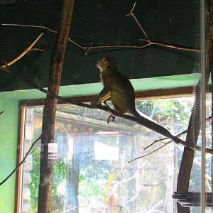 Talapoin - July/2017