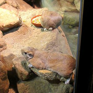 Two Common Gundis - July/2017