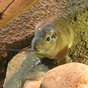 Common Gundi - July/2017