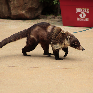 Jun. 2017 - Wings of Wonder - Watson