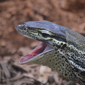 Varanus panoptes