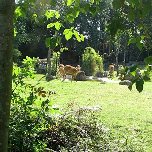 Sitatungas - July/2017