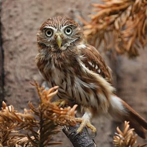 Ferruginous Pygmy Owl