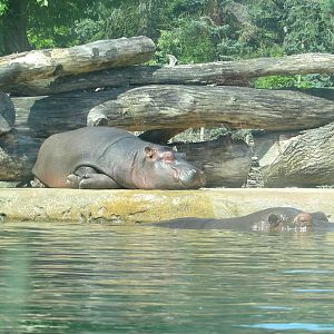 Two Hippos - July/2017