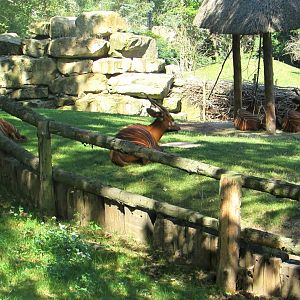 Mountain Bongos relax - July/2017