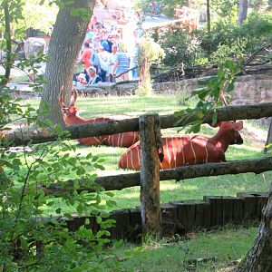 Mountain Bongos - July/2017