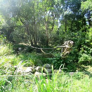 Part of the Coati enclosure - July/2017
