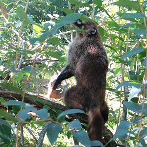 White-nosed Coati (2) - July/2017