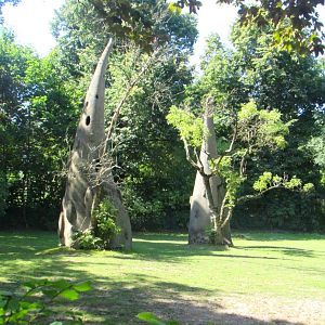 Strange tree on the Guanaco enclosure - July/2017