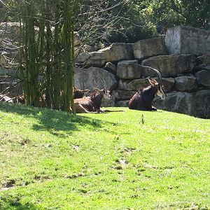 Black Sable Antelopes -July/2017